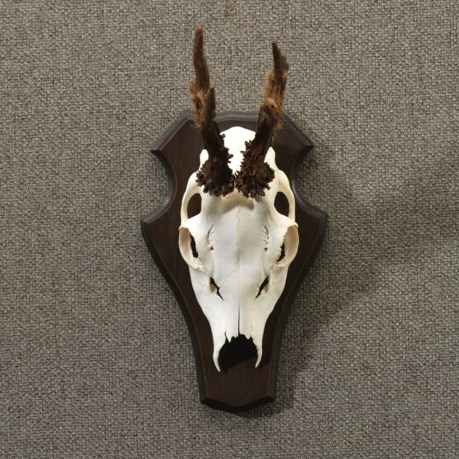 4737 Roe deer antlers