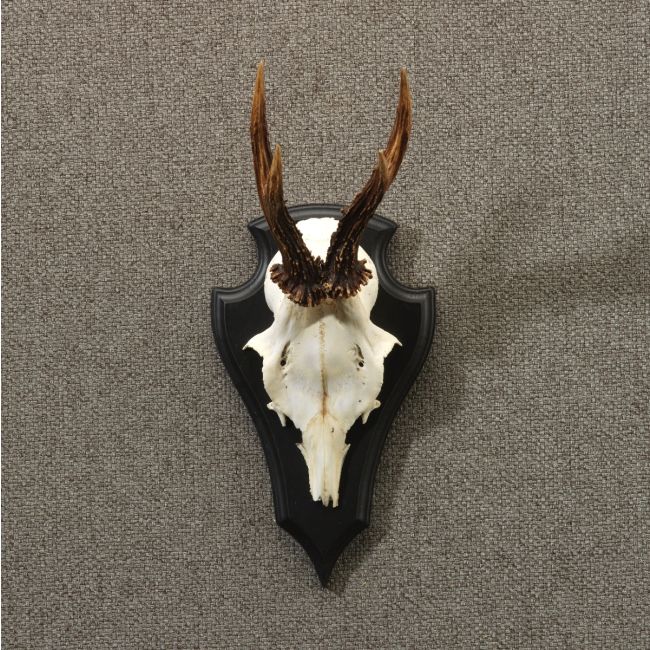 4739 Roe deer antlers