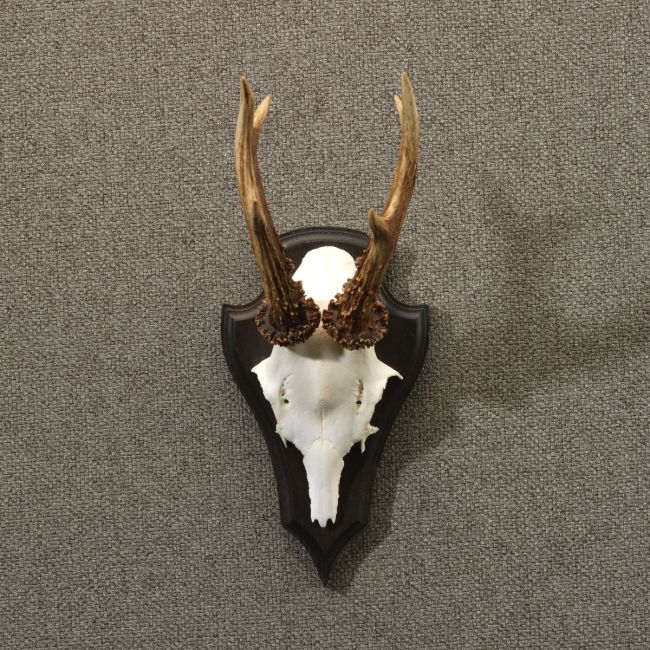 4744 Roe Deer Antlers