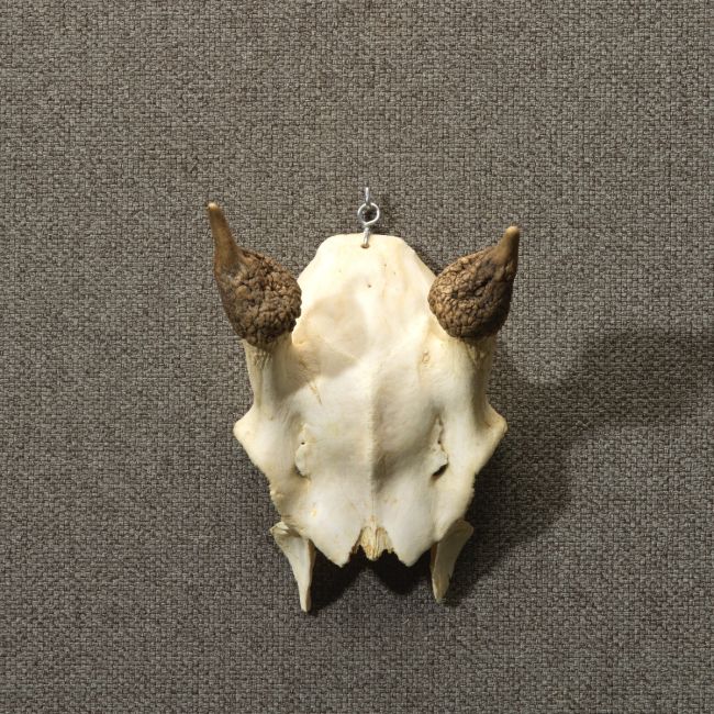 4755 Red Deer Antlers