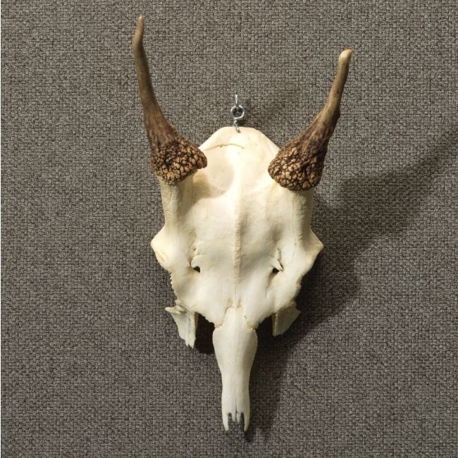 4757 Red Deer Antlers