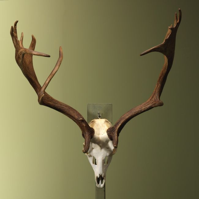 4765 Fallow deer antlers