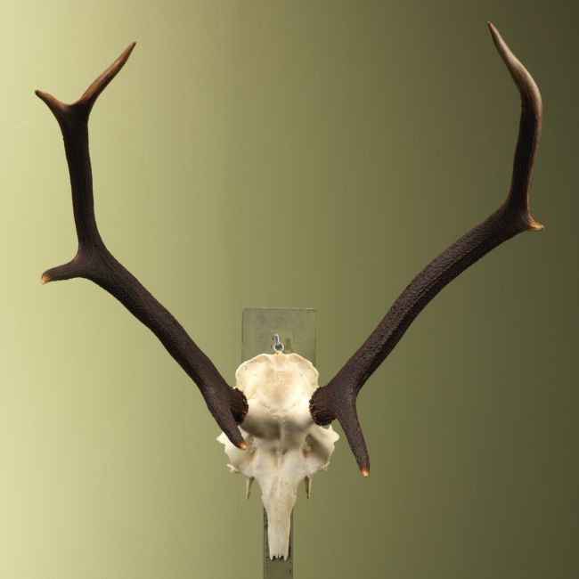 4768 Red Deer Antlers