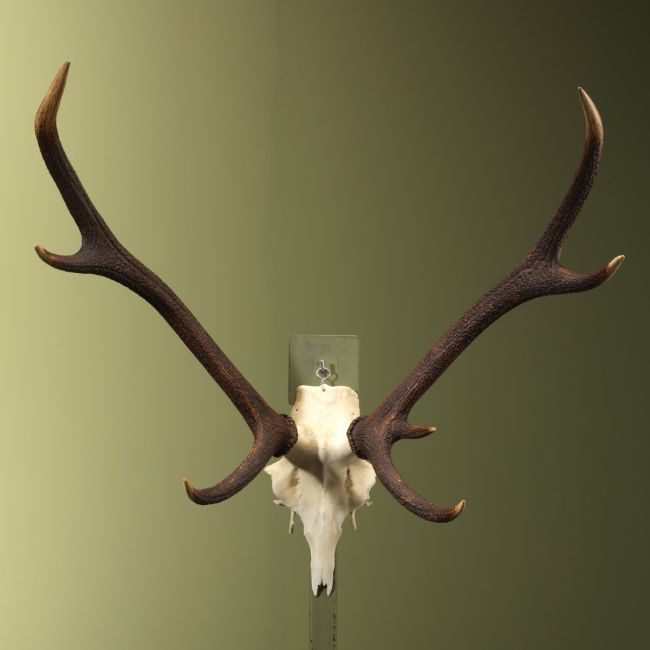 4769 Red deer Antlers