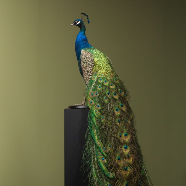 4789 Blue Peacock