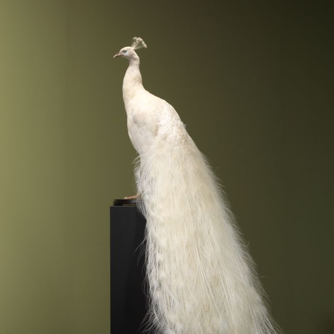 4792 White Peacock