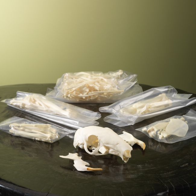 4800 Agouti Skeleton