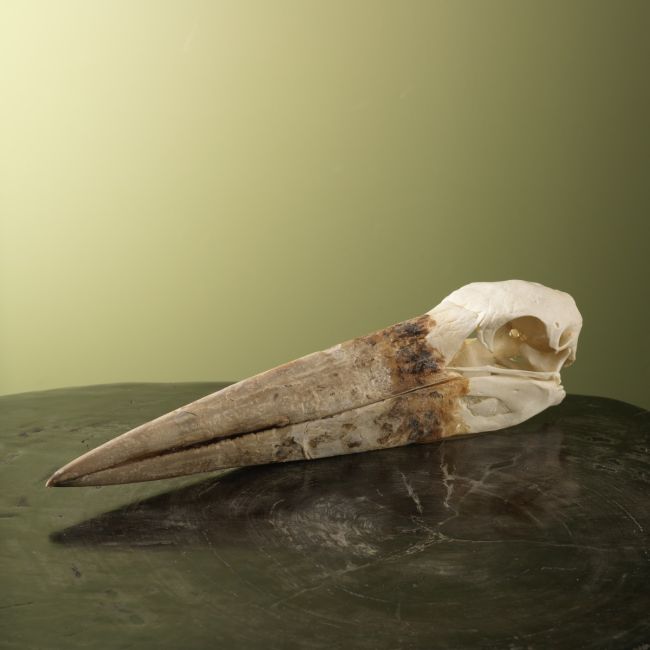 4801 African Marabou Skull