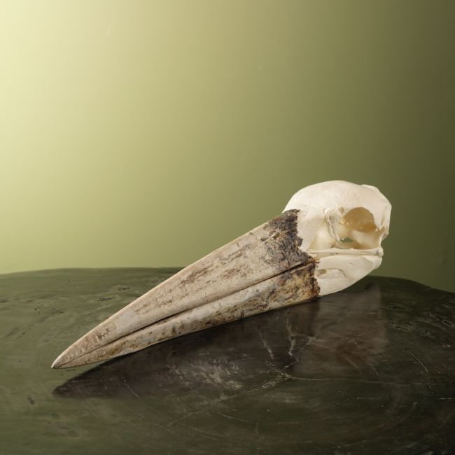4802 African Marabou Skull