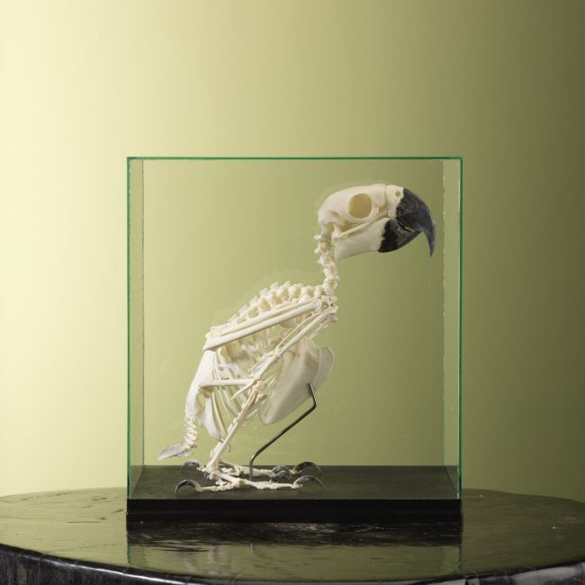 4804 Blue-and-yellow Macaw Skeleton