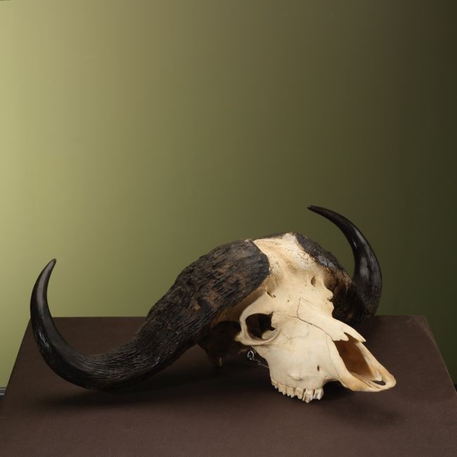 4844 Cape Buffalo Skull
