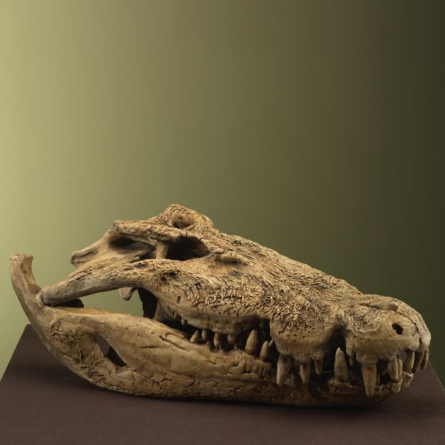 4845 Crocodile Skull XXL Replica