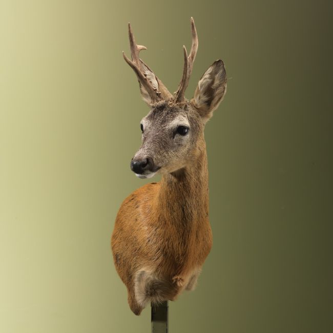 4863 Roe Buck Summer Coat Offset