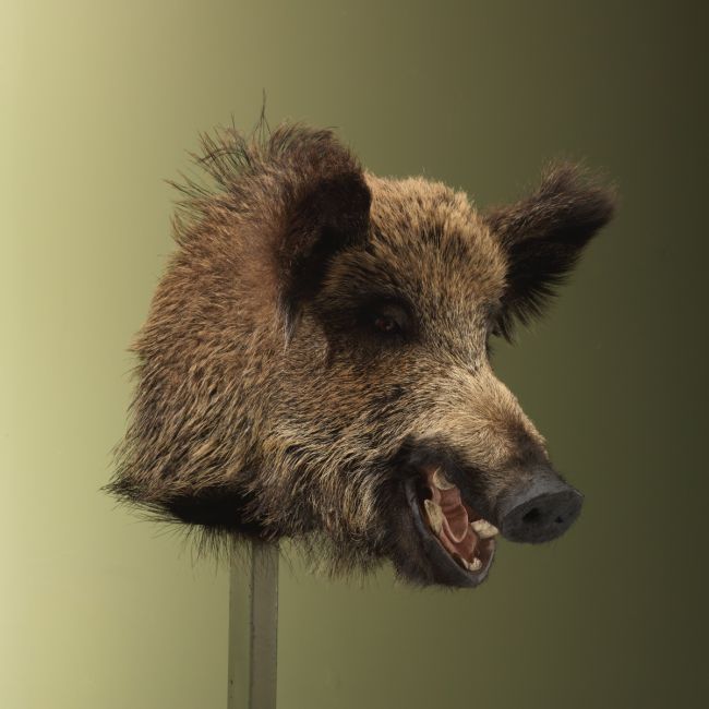 4873 Wild Boar Medium