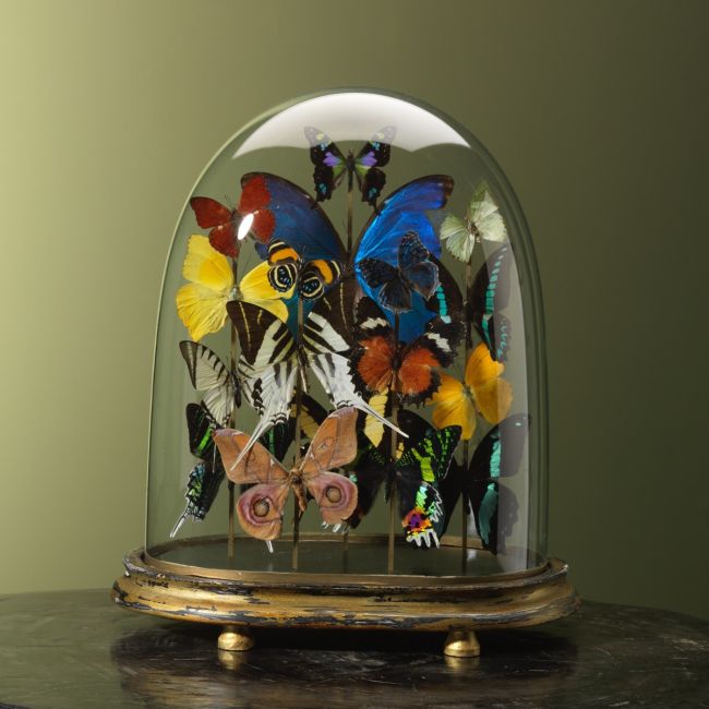 4897 Butterflies in Antique Glass Dome