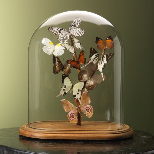4898 Butterflies in Antique Glass Dome