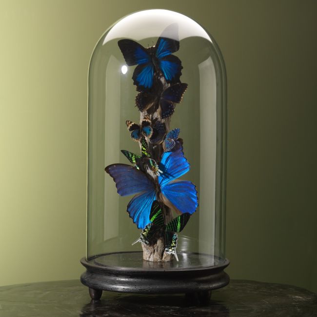 4900 Butterflies in Antique Glass Dome