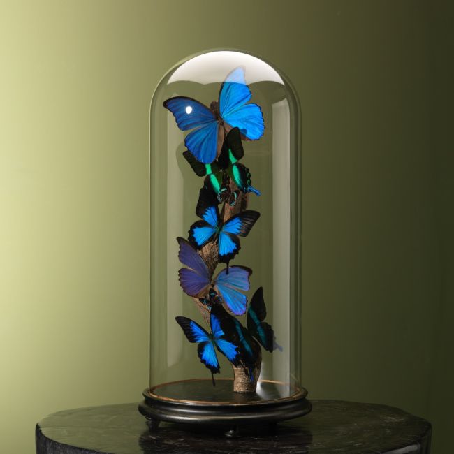 4905 Butterflies in Antique Glass Dome
