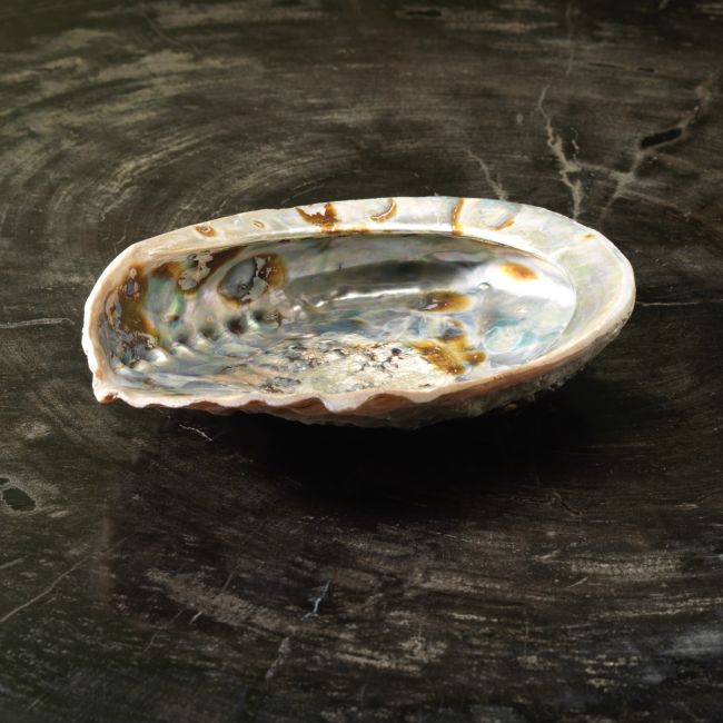 4913 Abalone Shell Mother of Pearl