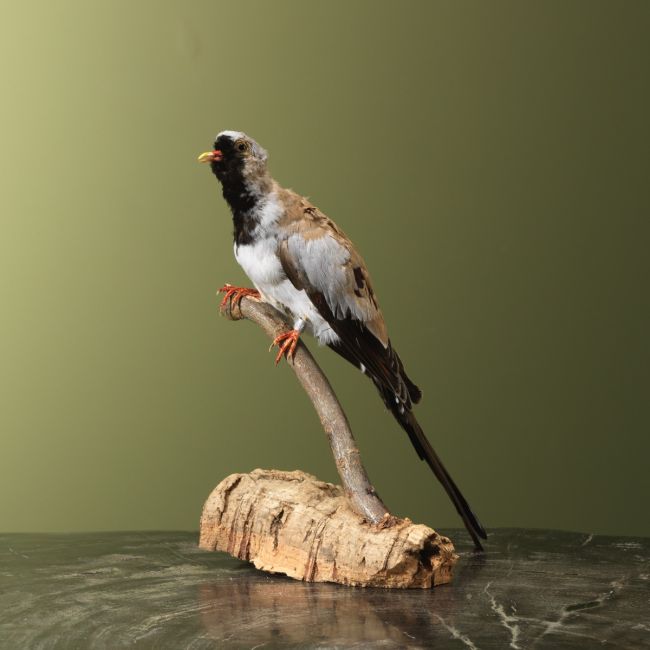 4916 Masked Dove
