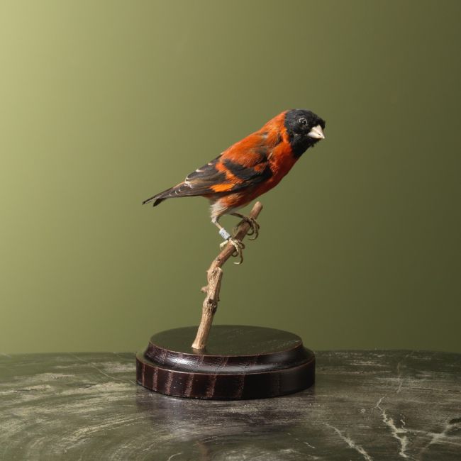 4917 Red siskin