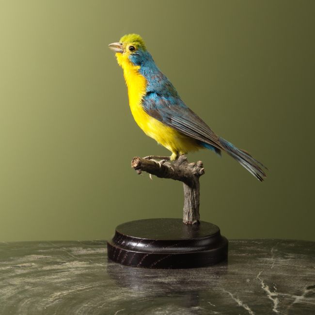 4918 Painted bunting