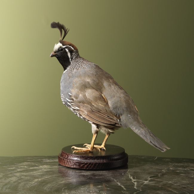 4922 California Quail