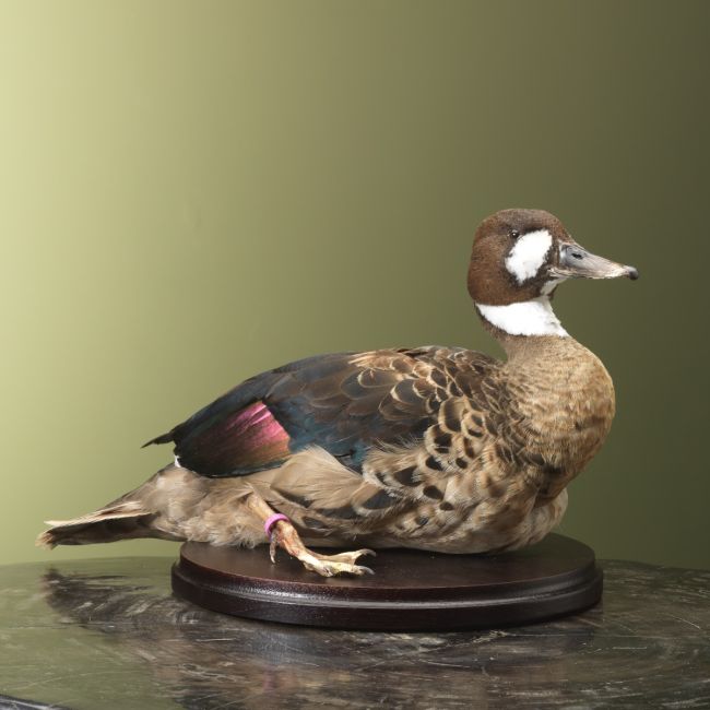 4930 Bronze-winged duck
