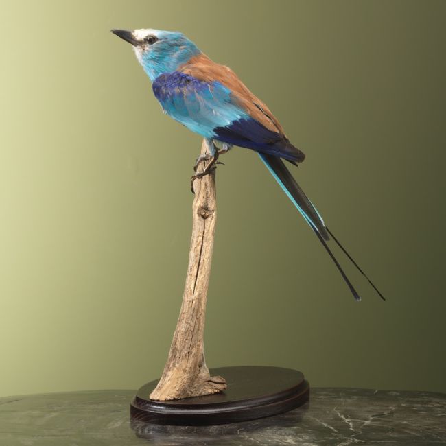 4935 Abyssinian roller