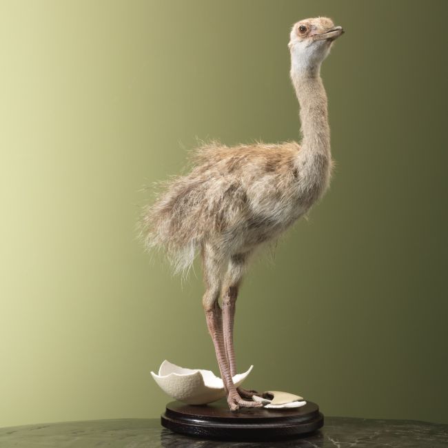 4936 Rhea Chick