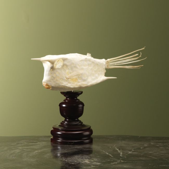 4939 Boxfish Skeleton