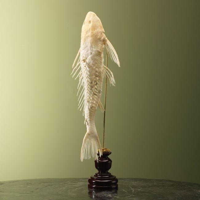 4940 Suckermouth armoured catfish skeleton