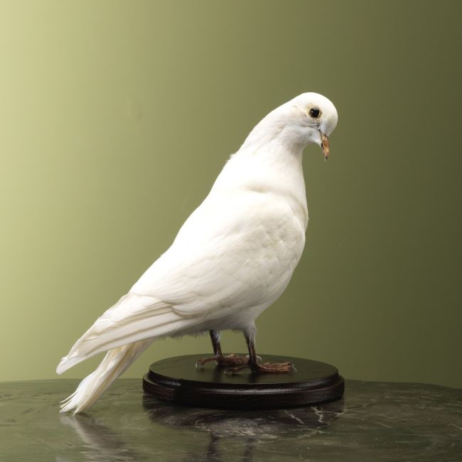 4942 White Dove