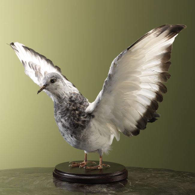 4944 Pigeon