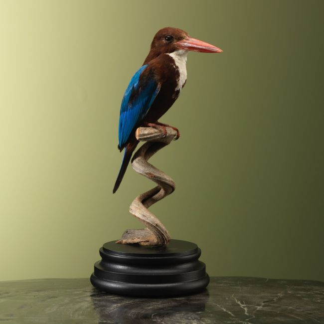 4948 Smyrna Kingfisher
