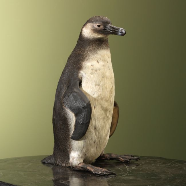4955 Magellanic penguin
