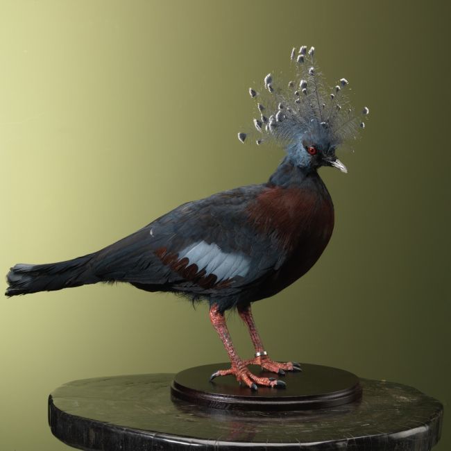 4959 Victoria Crowned Pigeon Fan Pigeon