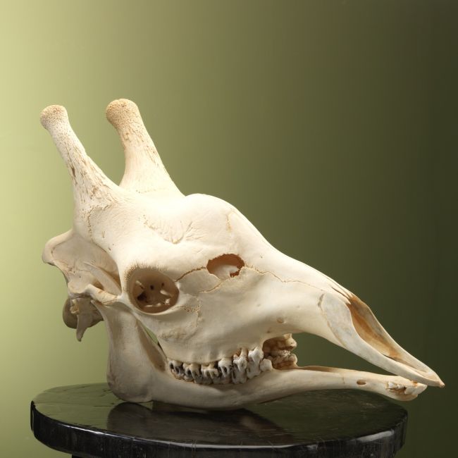 4962 Giraffe Skull