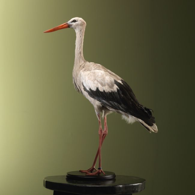 4971 Stork