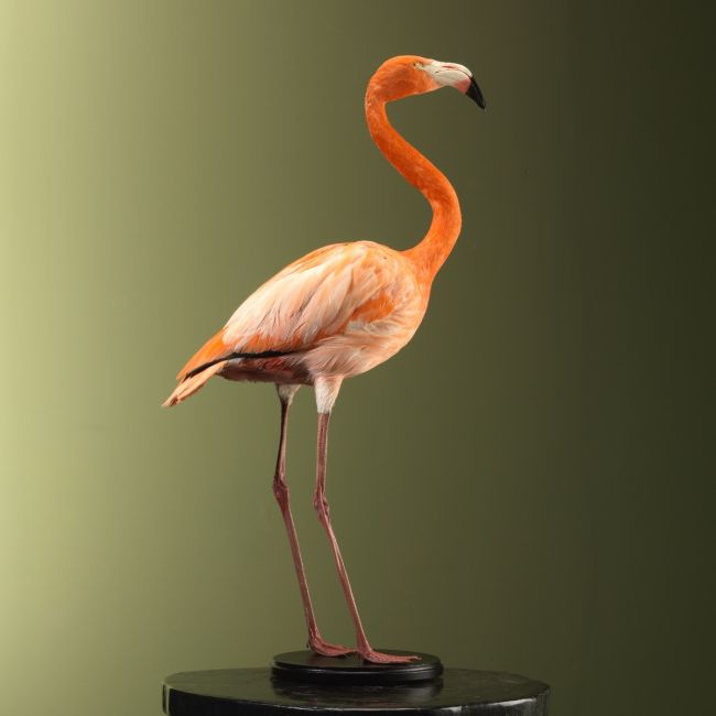 4973 Cuban Flamingo