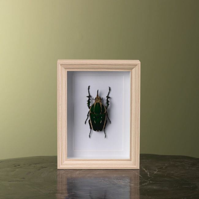 0000 Mecynorhina Beetle in Frame