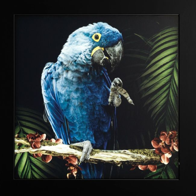 Light painting Hyacinth macaw
