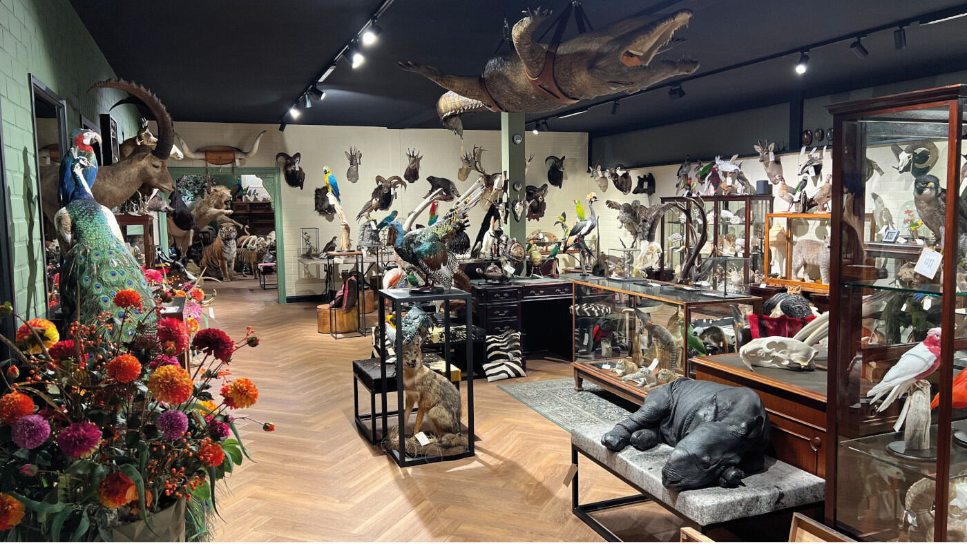 Taxidermy Animals Shop By Max