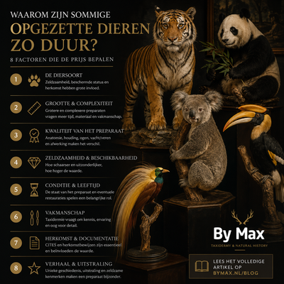 Why are some taxidermy animals so expensive? Various special taxidermy animals such as a tiger, panda, koala and hornbill