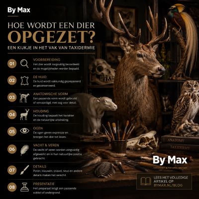 How is an animal taxidermied? A look at the craft of taxidermy Taxidermy workshop with a taxidermy deer head, bird, owl and materials for preparing animals