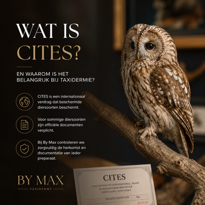 What is CITES? Explanation of CITES and taxidermy Explanation of CITES and the legislation surrounding taxidermy by By Max