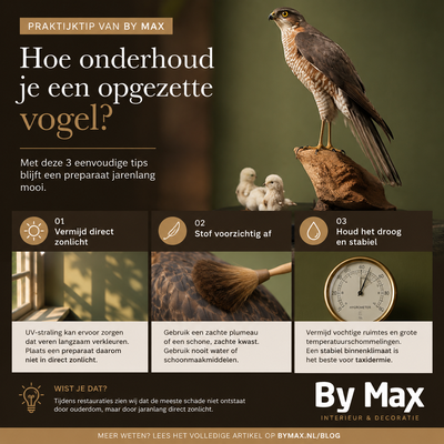 Taxidermy Sparrowhawk - taxidermy maintenance Taxidermy sparrowhawk as an example of well-maintained taxidermy