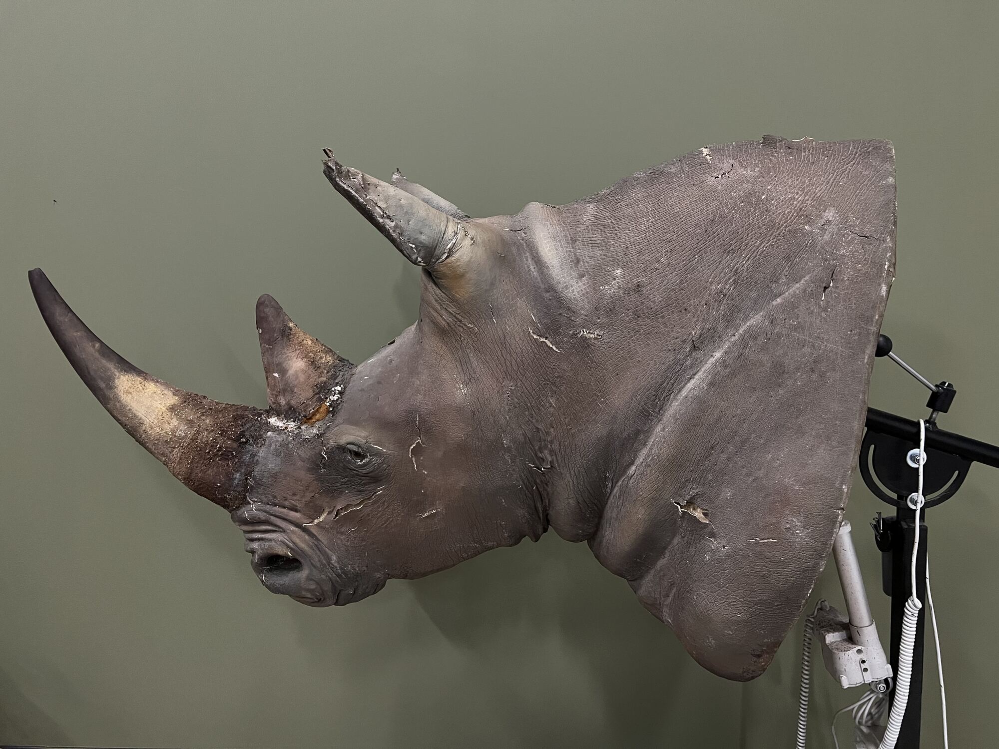 Example of restoration of a taxidermy rhinoceros
