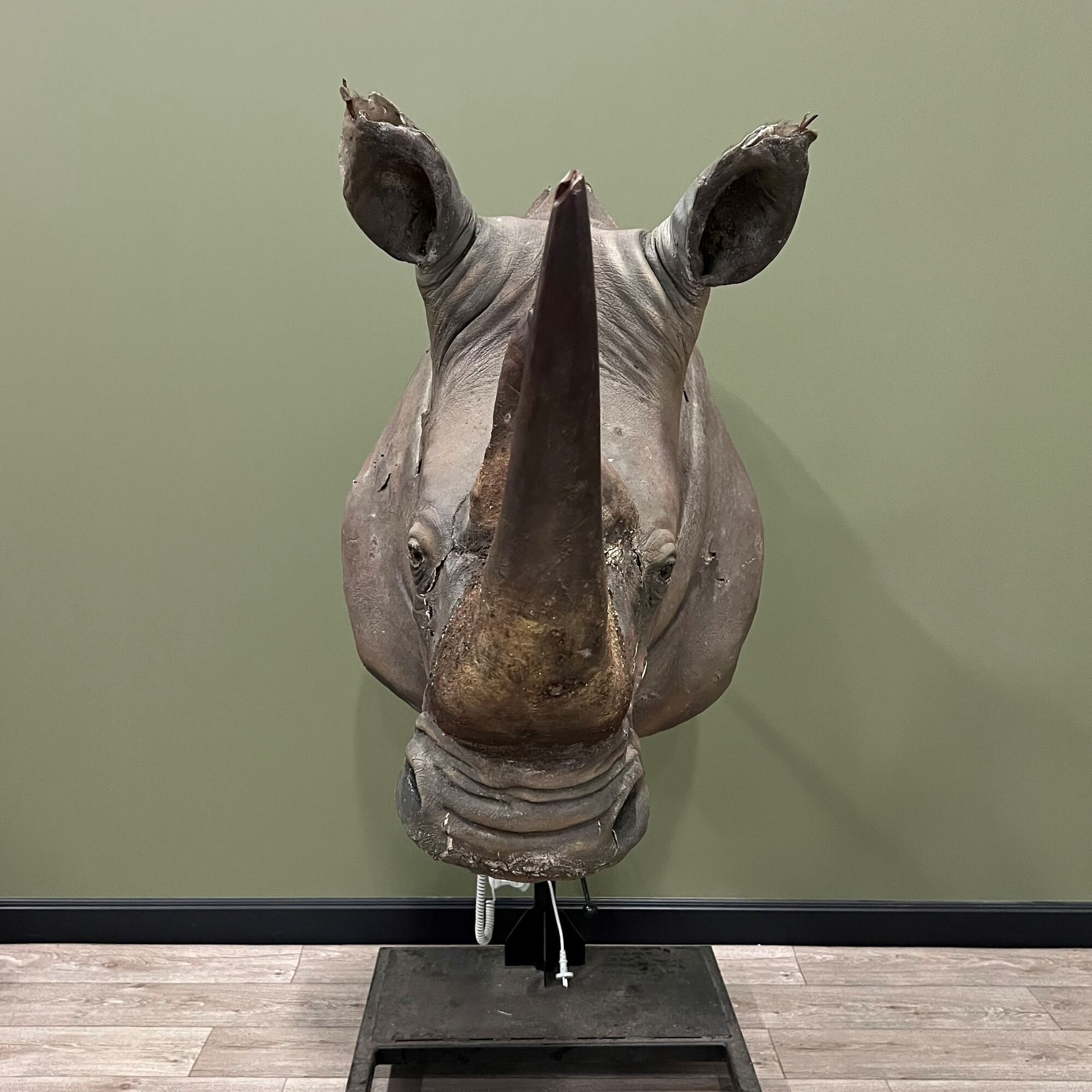 Restoration of a taxidermy rhinoceros