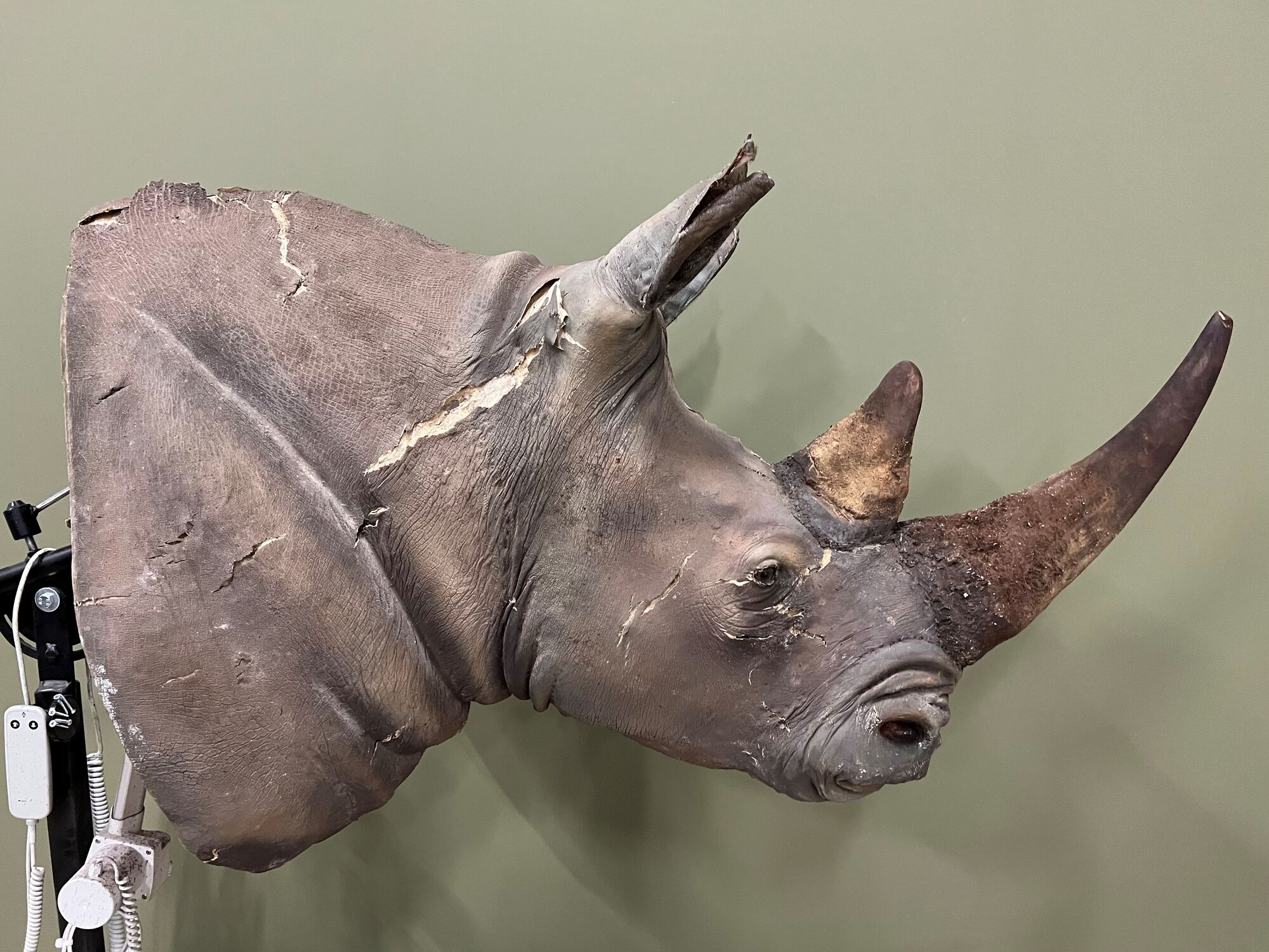 Detail of a restored rhinoceros